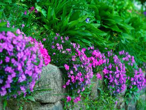 Creeping phlox
