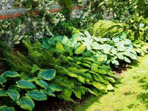 Hosta and ferns on the side of the house 