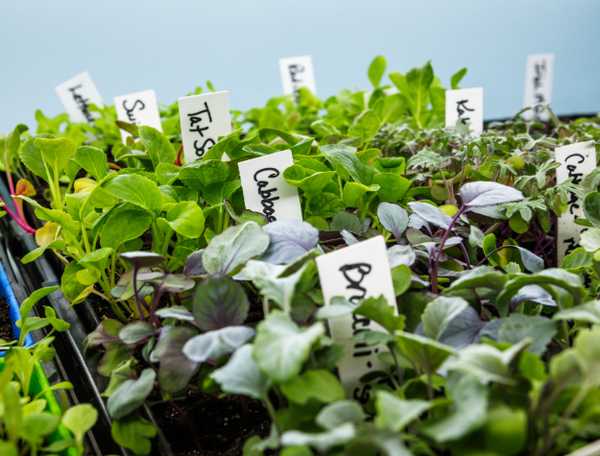 Leafy green seedlings started indoors
