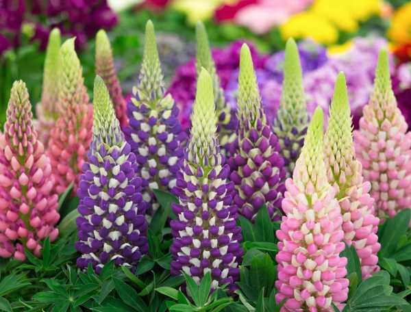 Lupines growing in the garden 