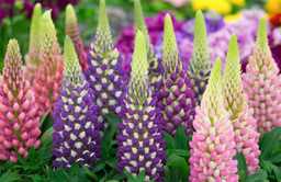 Lupines growing in the garden 