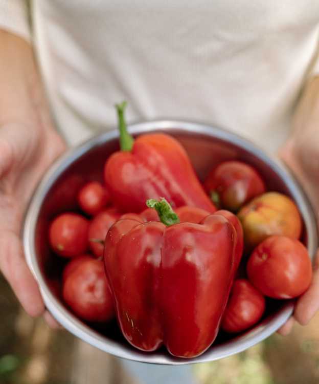 harvested peppers and tomatoes 