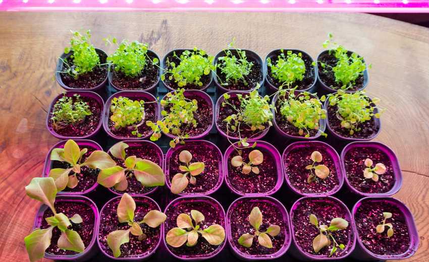 Seedlings thriving indoors under grow lights 