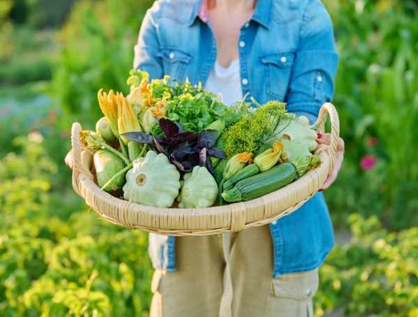 Vegetable harvest full of zucchini and squash